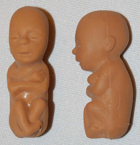 Fetal Models-Brown